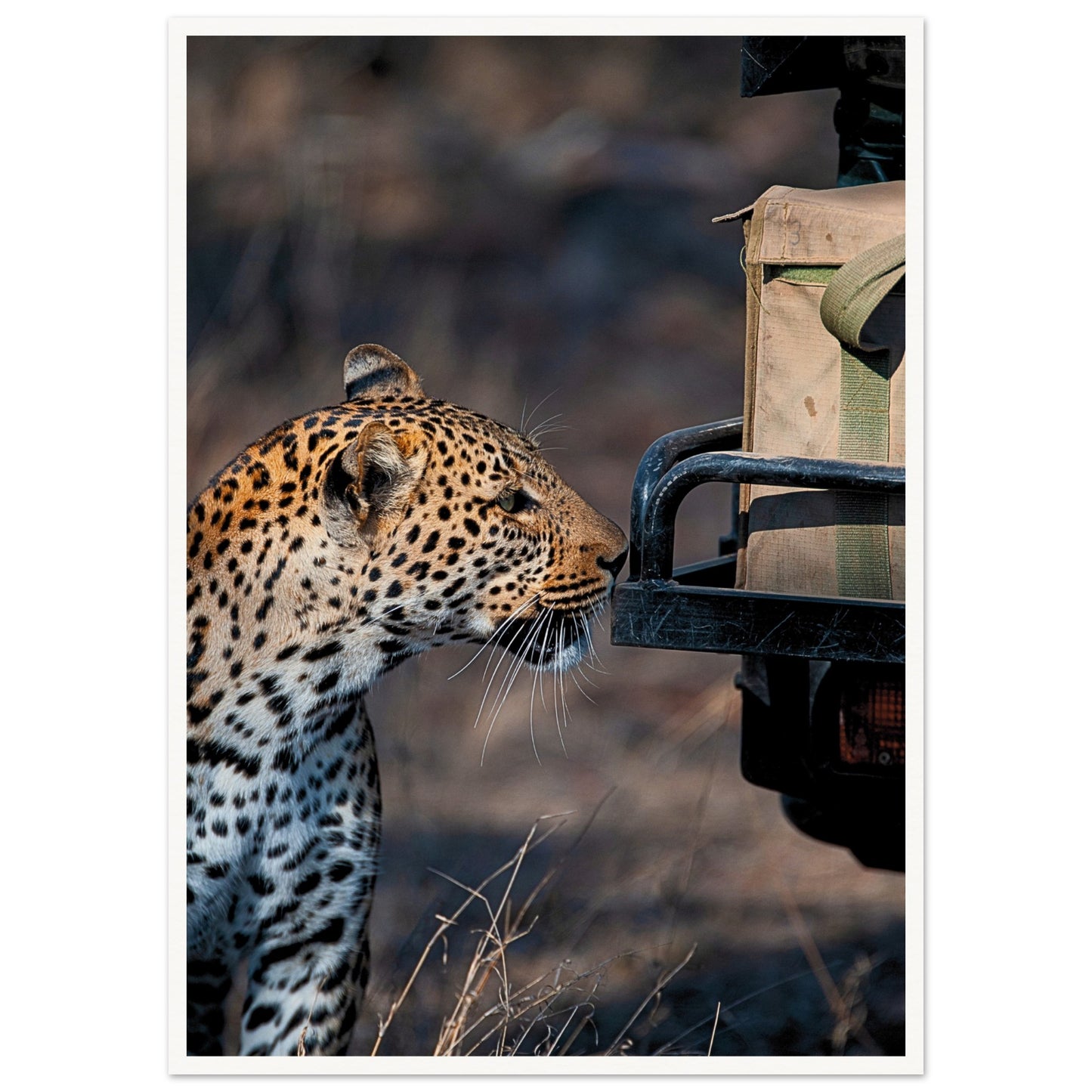 Leopard on Safari Poster