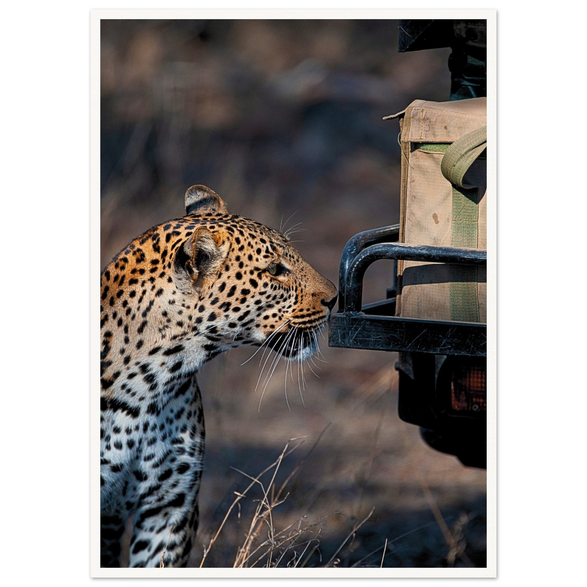 Leopard on Safari Poster
