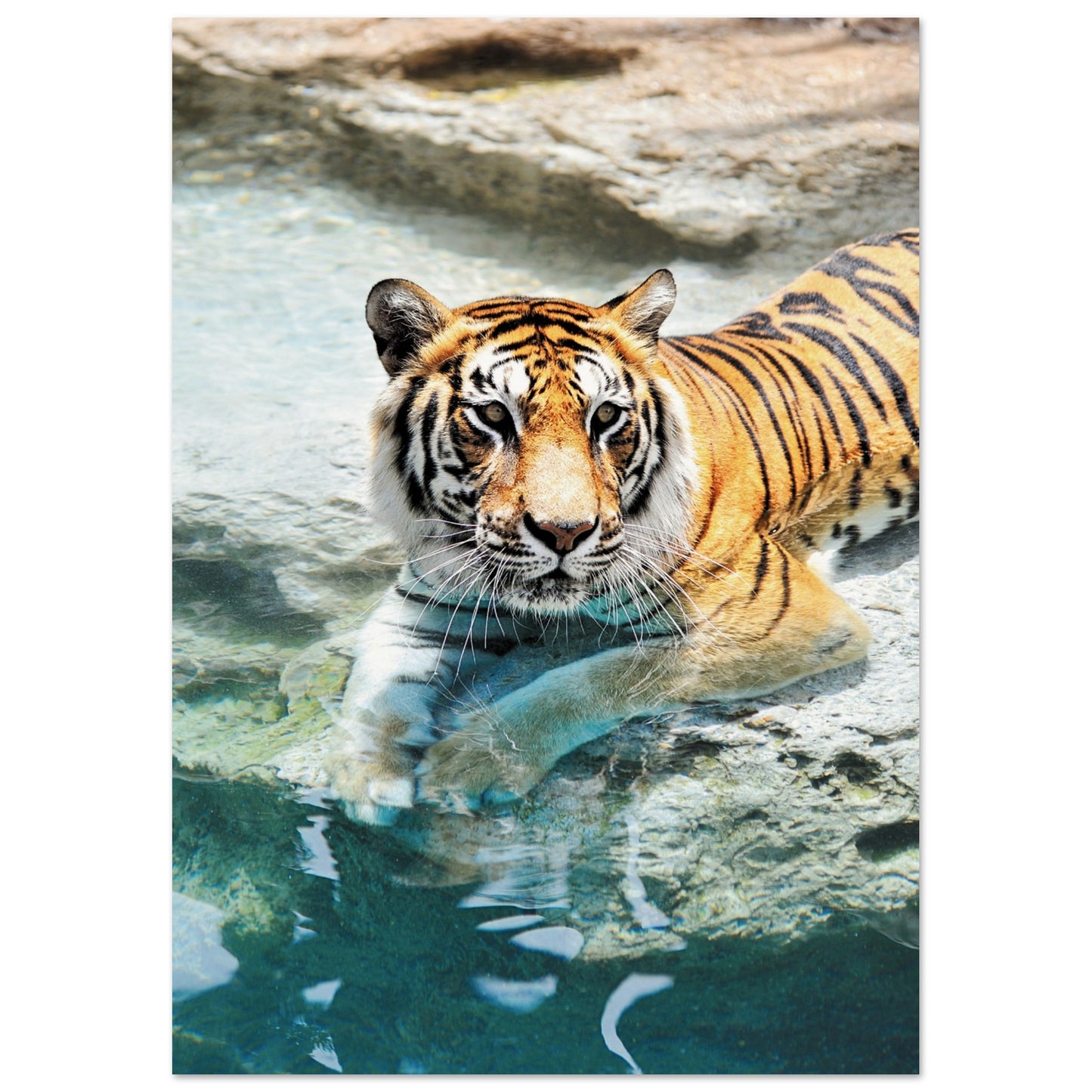 A Bathing Tiger Print A3 (29.7 x 42 cm) No Border
