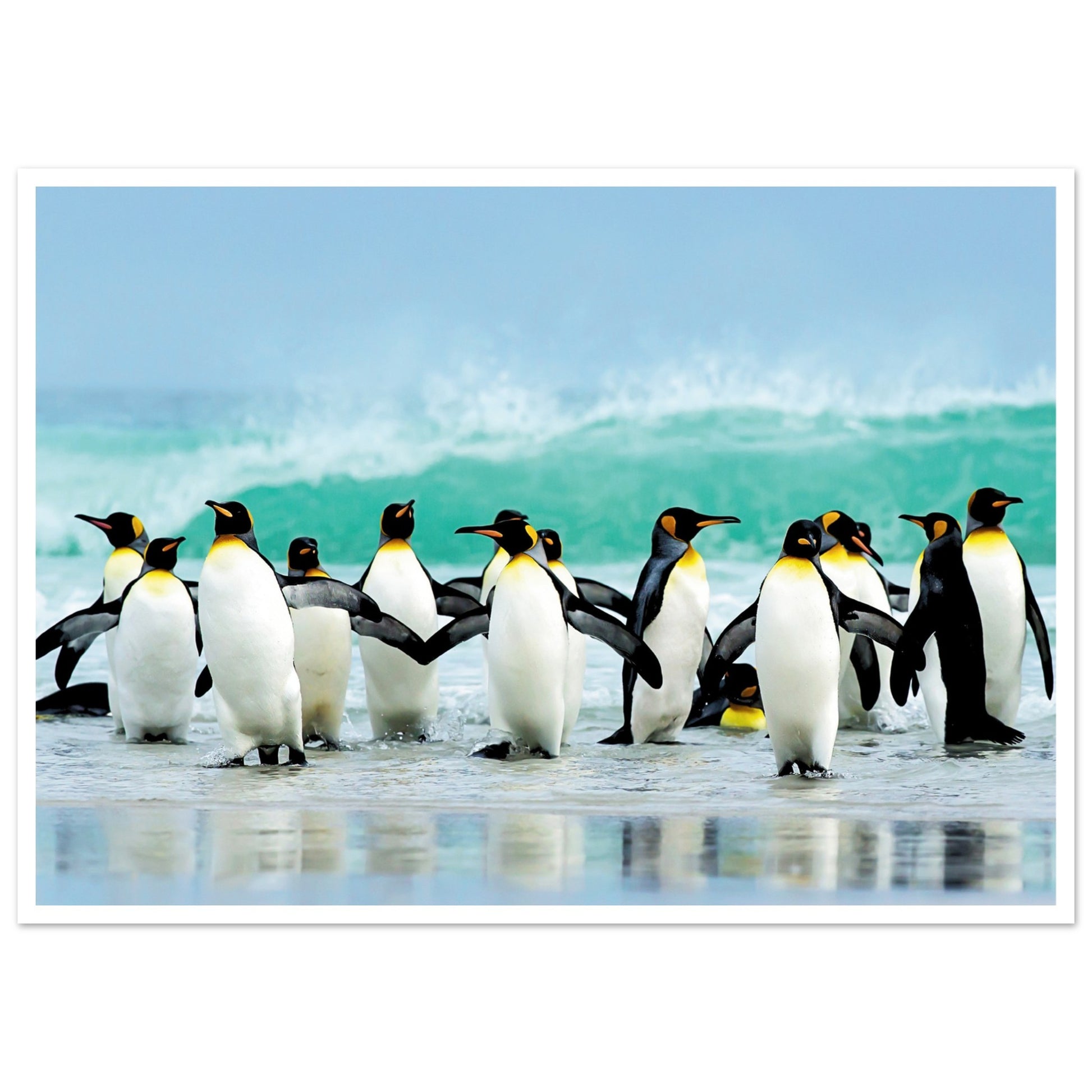 Atlantic Ocean Penguins Print 50x70 cm 20x28″ Border