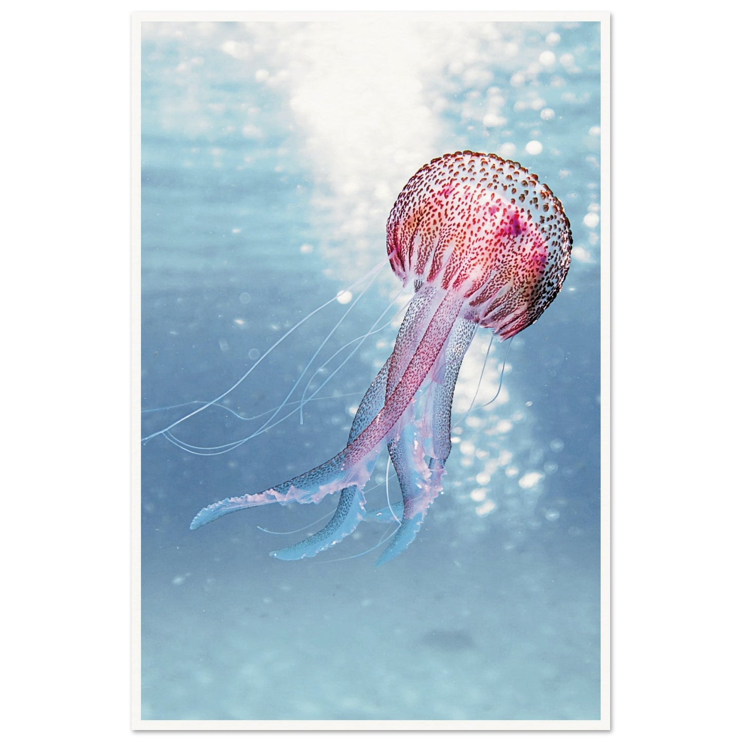 Ocean Serenity Jellyfish Poster 60x90 cm 24x36″ Border