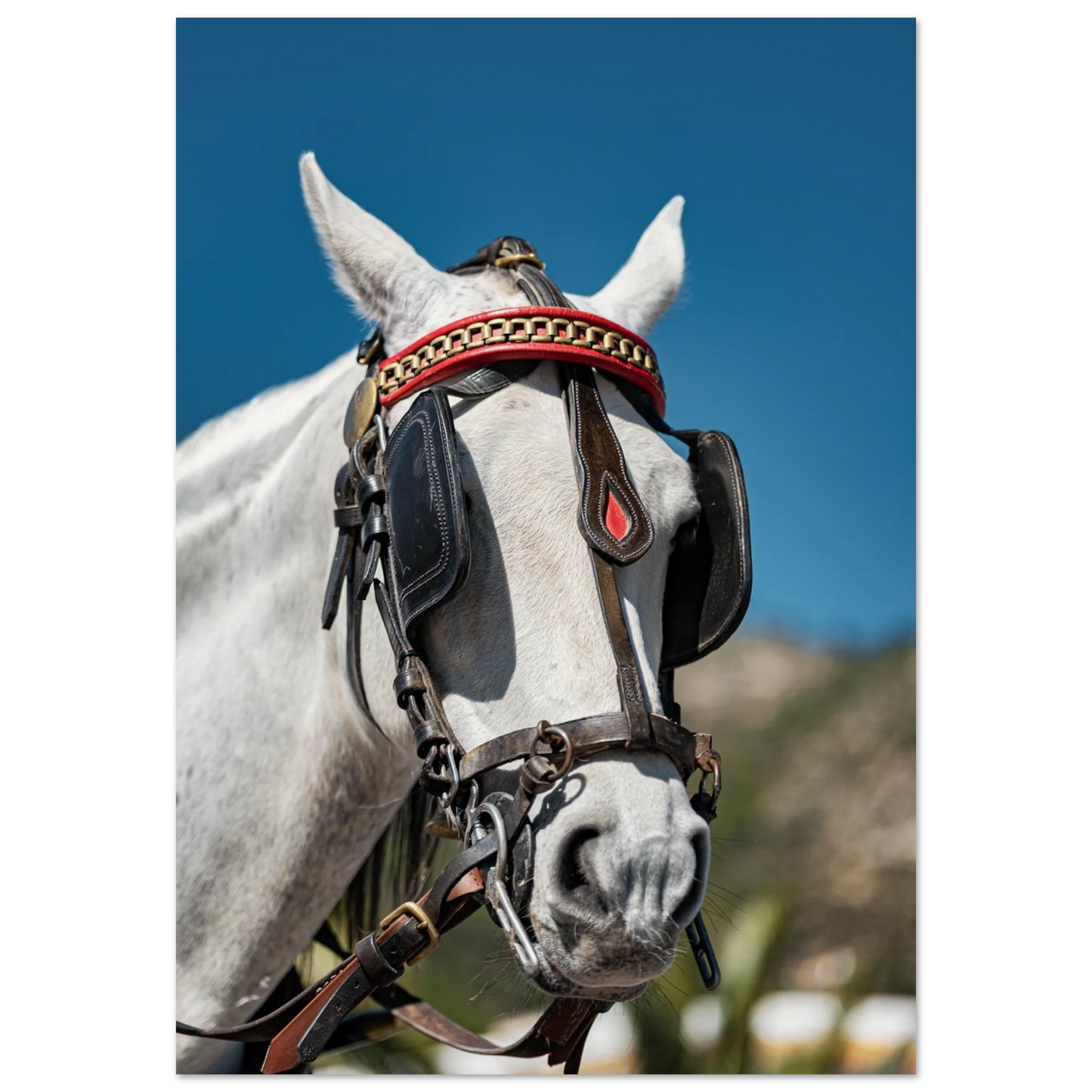Spanish Dressed Horse Poster 70x100 cm 28x40″ No Border