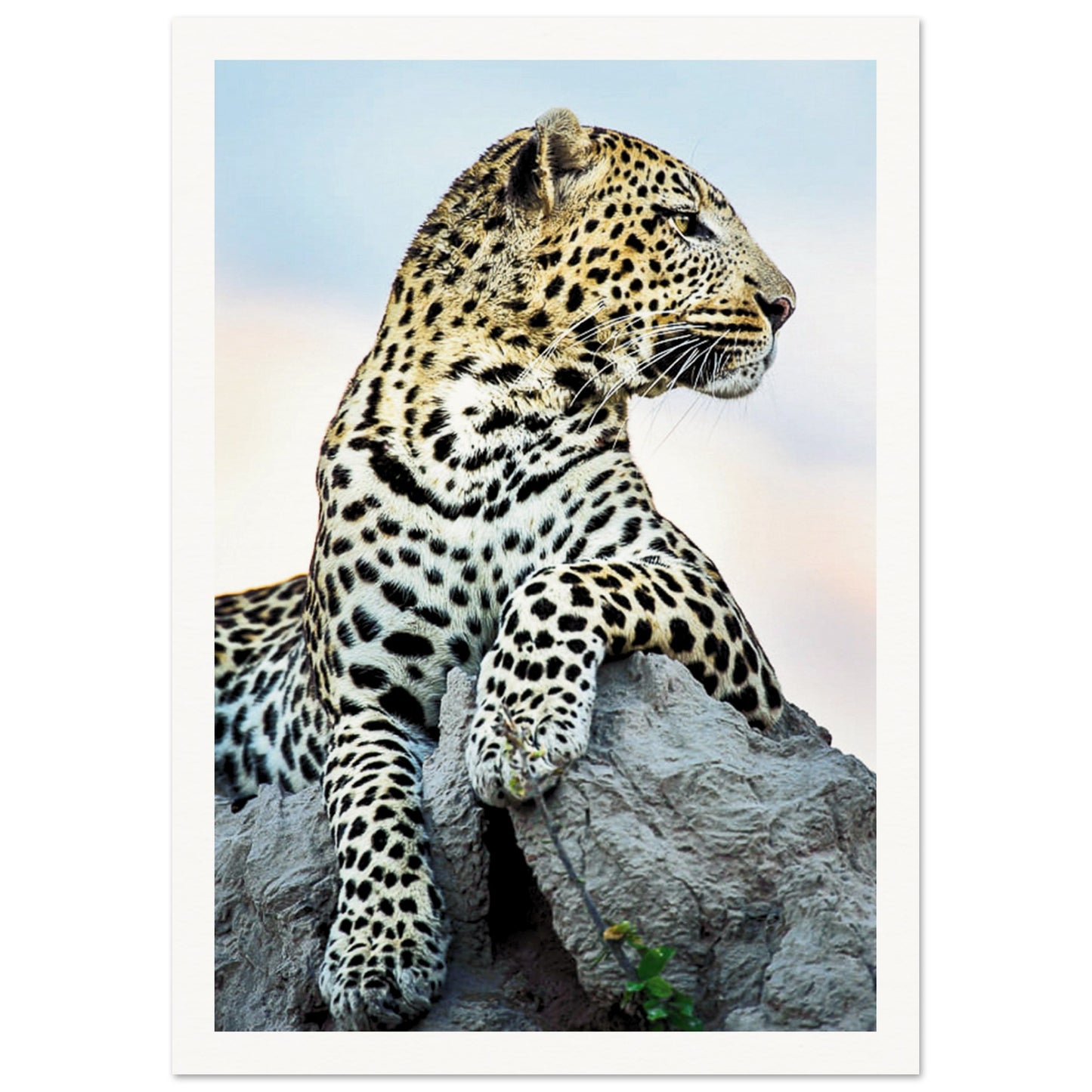 The Wild leopard Poster A4 (21x29.7 cm ) Border