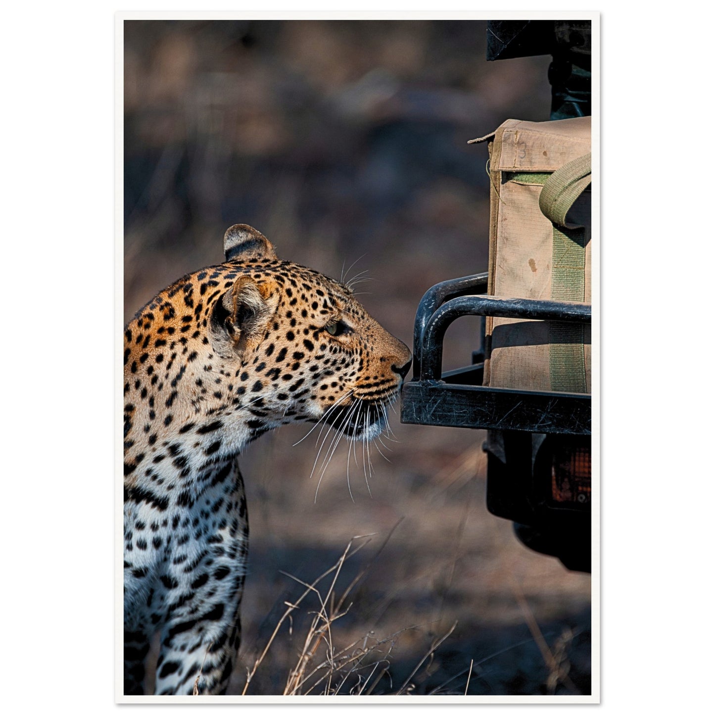 Leopard on Safari Poster