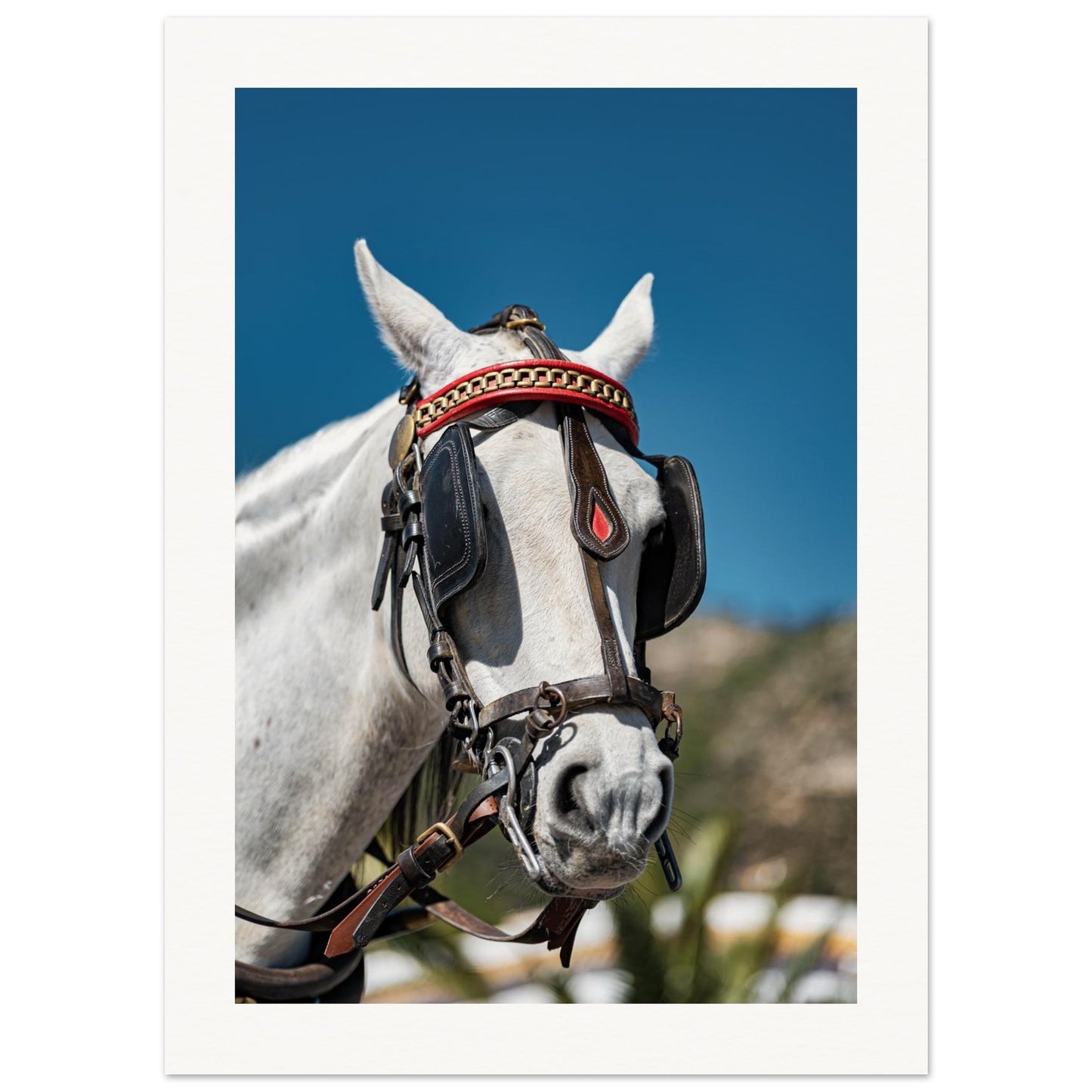 Spanish Dressed Horse Poster