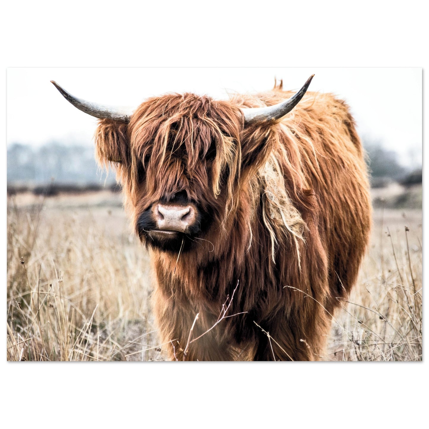 Highland Scottish Cow Poster A3 (29.7 x 42 cm) No Border