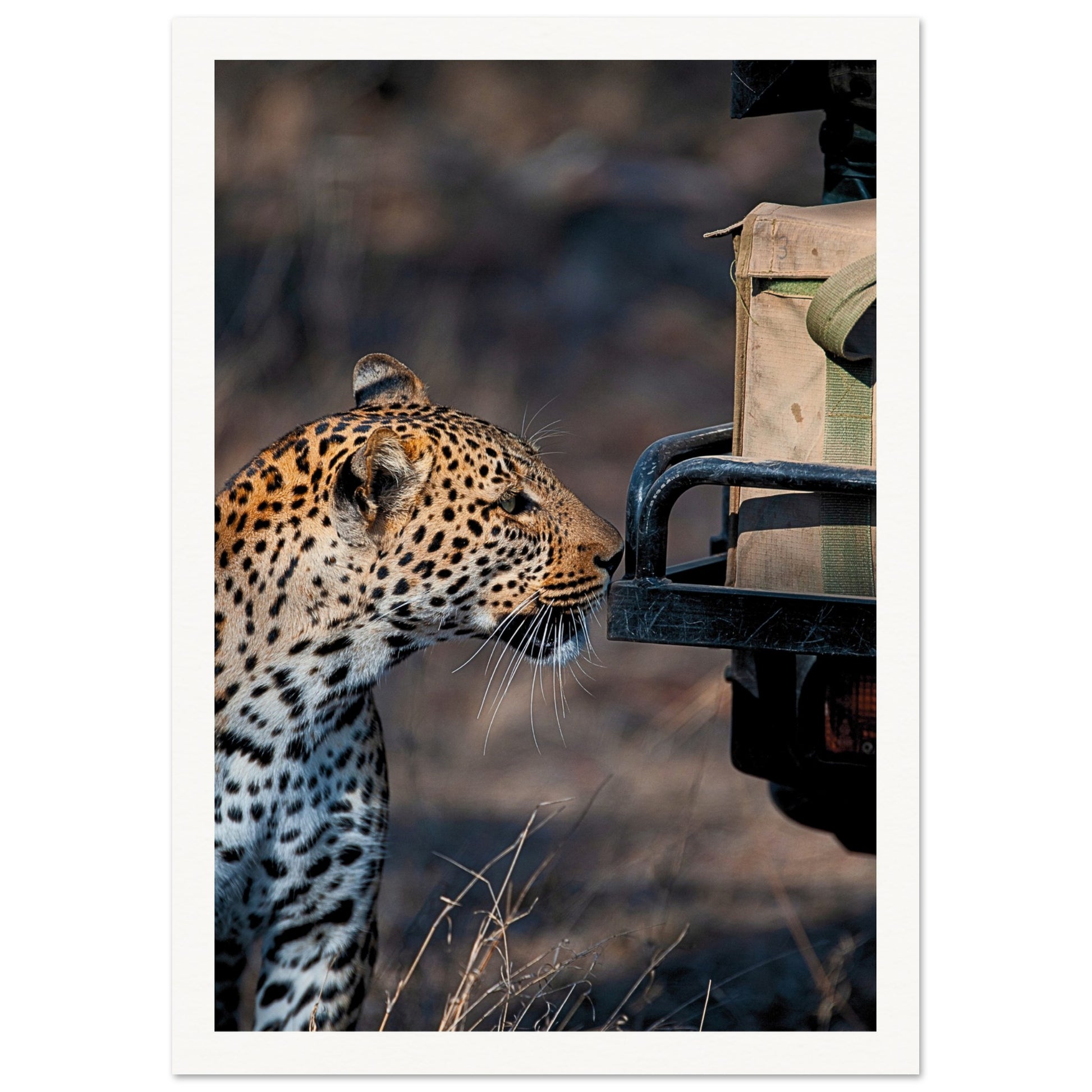 Leopard on Safari Poster
