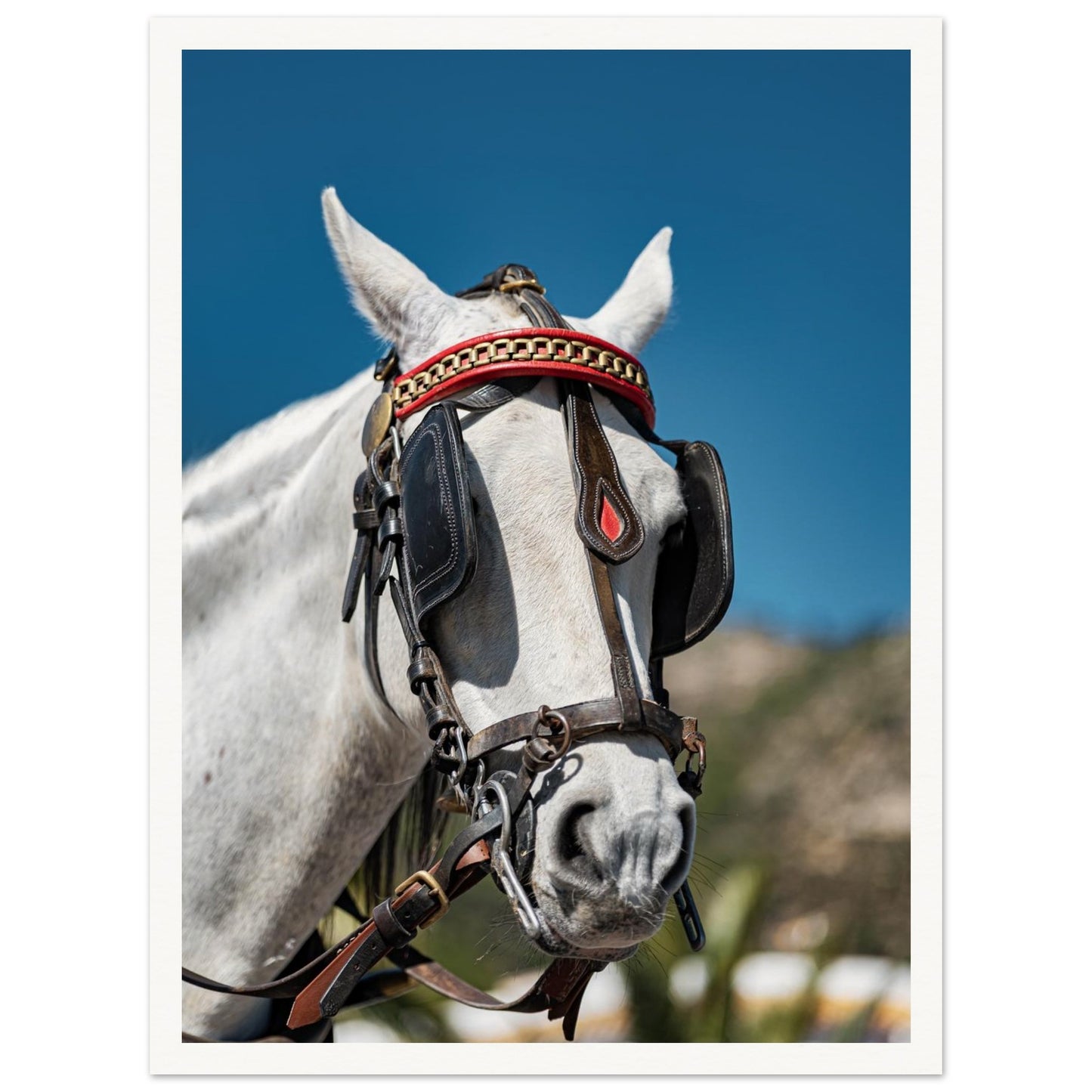 Spanish Dressed Horse Poster