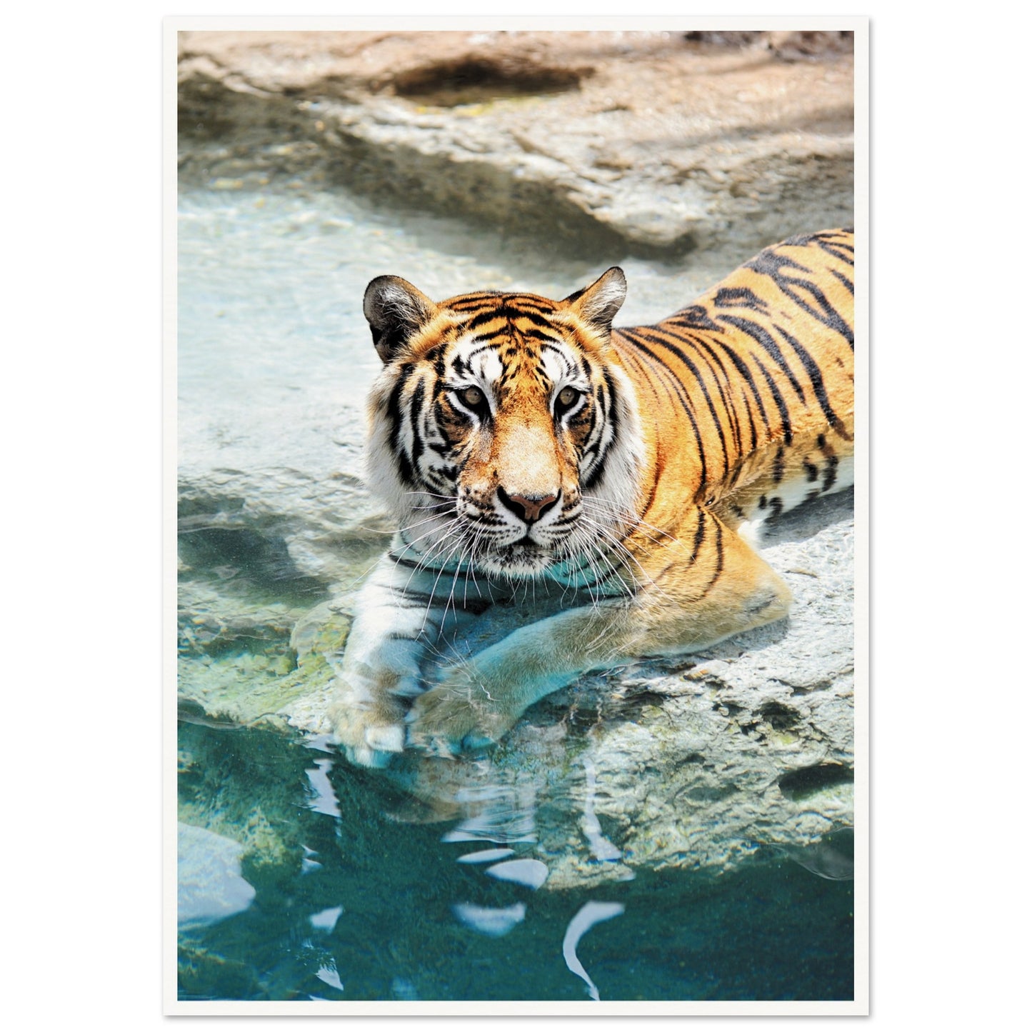 A Bathing Tiger Print A1 (59.4 x 84.1 cm) Border