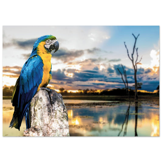 Exotic Parrot in Brazil Poster A1 (59.4 x 84.1 cm)