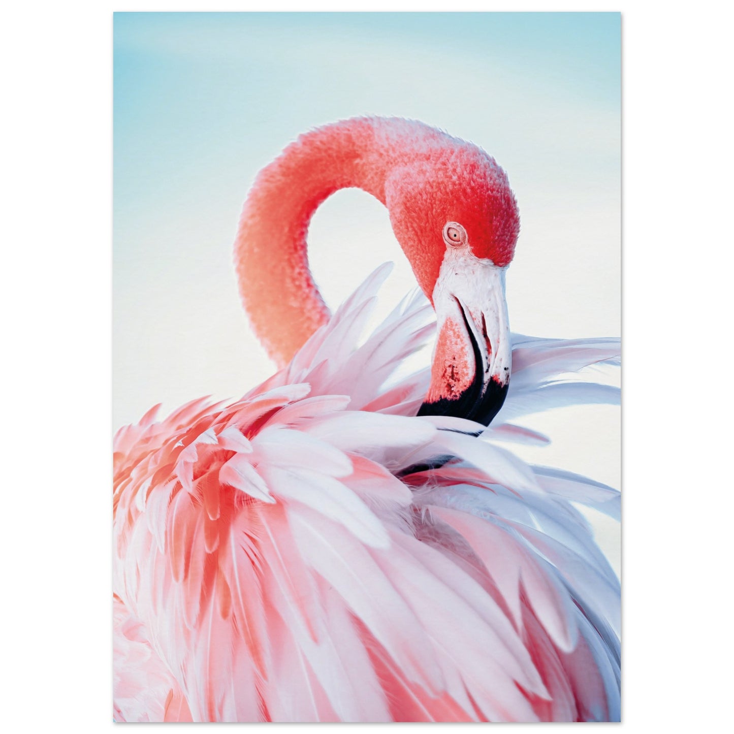 Graceful Flamingo Poster 50x70 cm 20x28″ No Border
