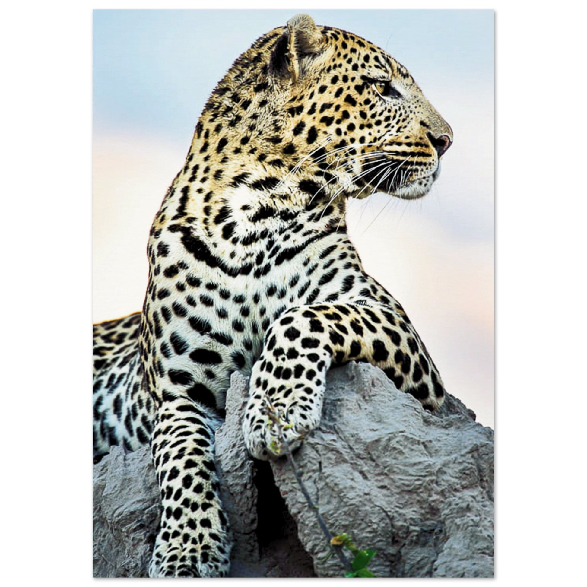 The Wild leopard Poster A4 (21x29.7 cm ) No Border