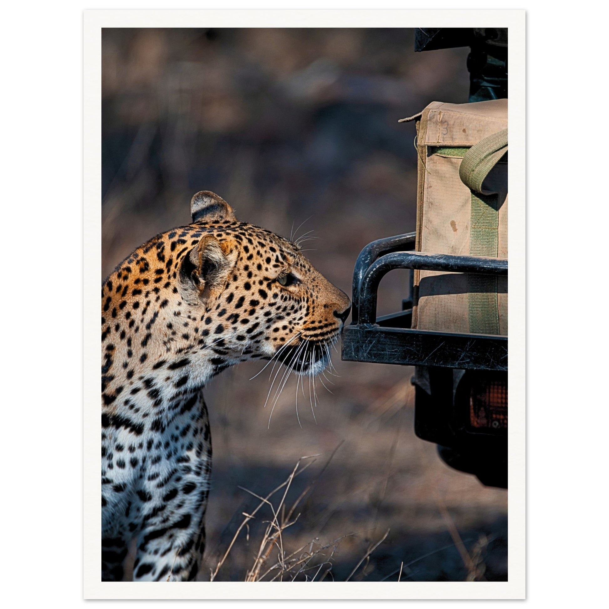 Leopard on Safari Poster