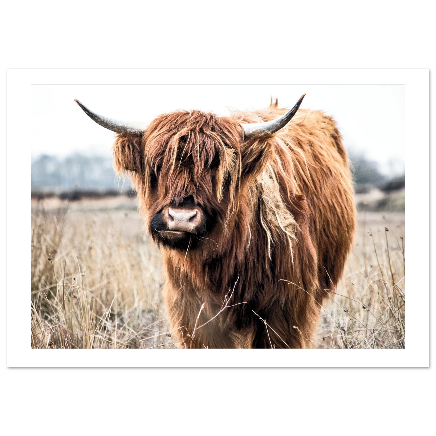 Highland Scottish Cow Poster A3 (29.7 x 42 cm) Border