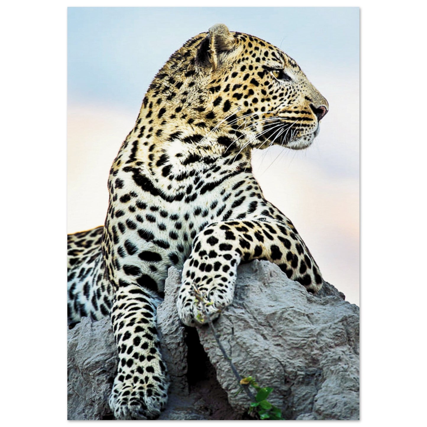 The Wild leopard Poster A3 (29.7 x 42 cm) No Border