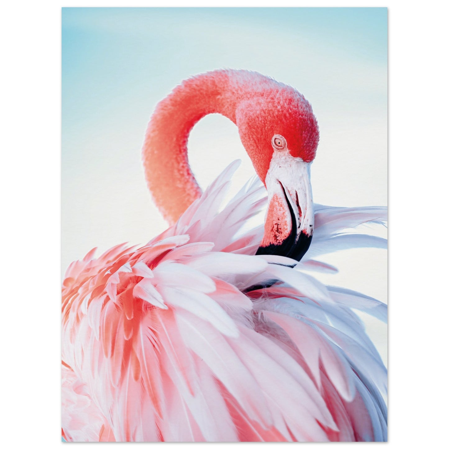 Graceful Flamingo Poster