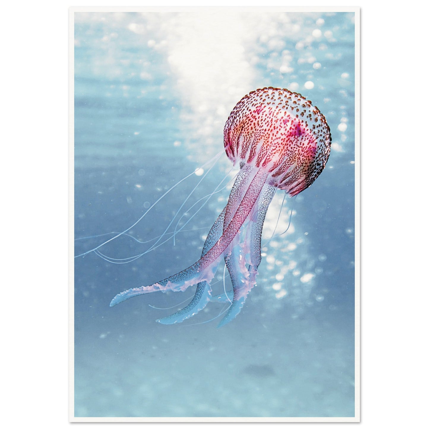 Ocean Serenity Jellyfish Poster 70x100 cm 28x40″ Border