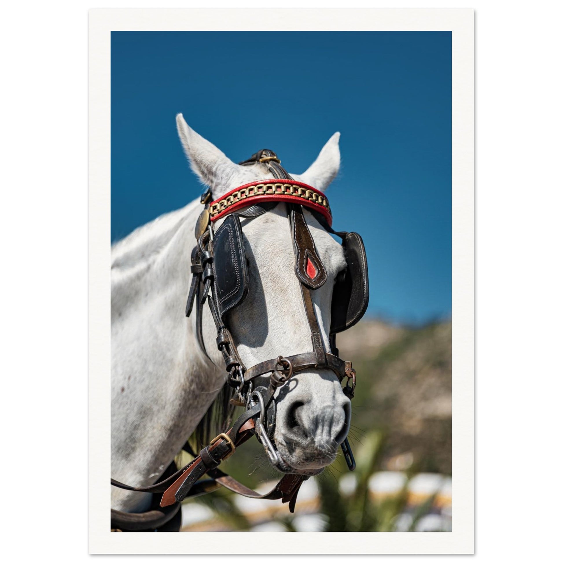 Spanish Dressed Horse Poster