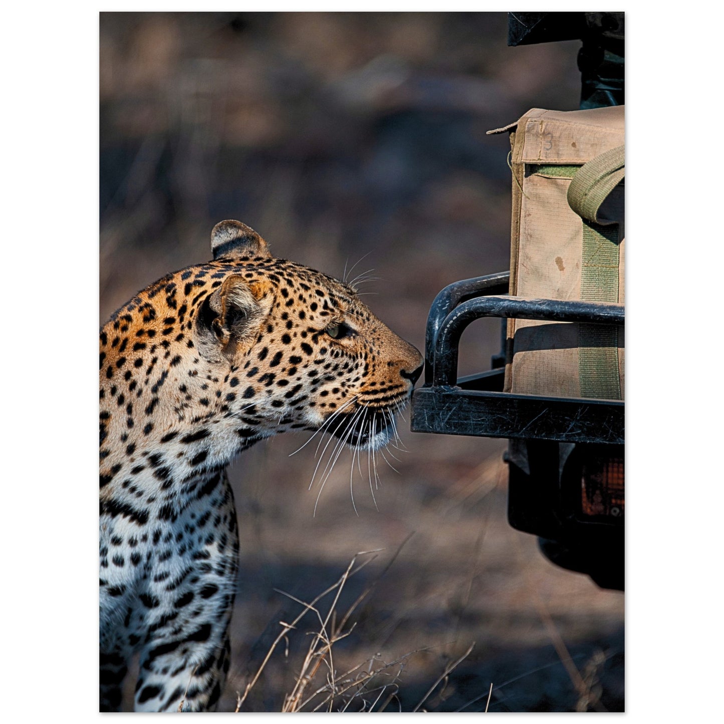 Leopard on Safari Poster